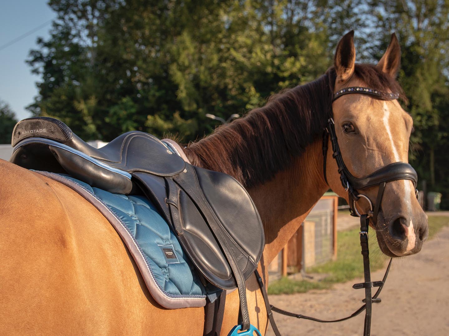 Dzięki nowoczesnej carbonowej terlicy jest wytrzymałe, oraz zapewnia maksymalny komfort dla jeźdźca i konia podczas jazdy.